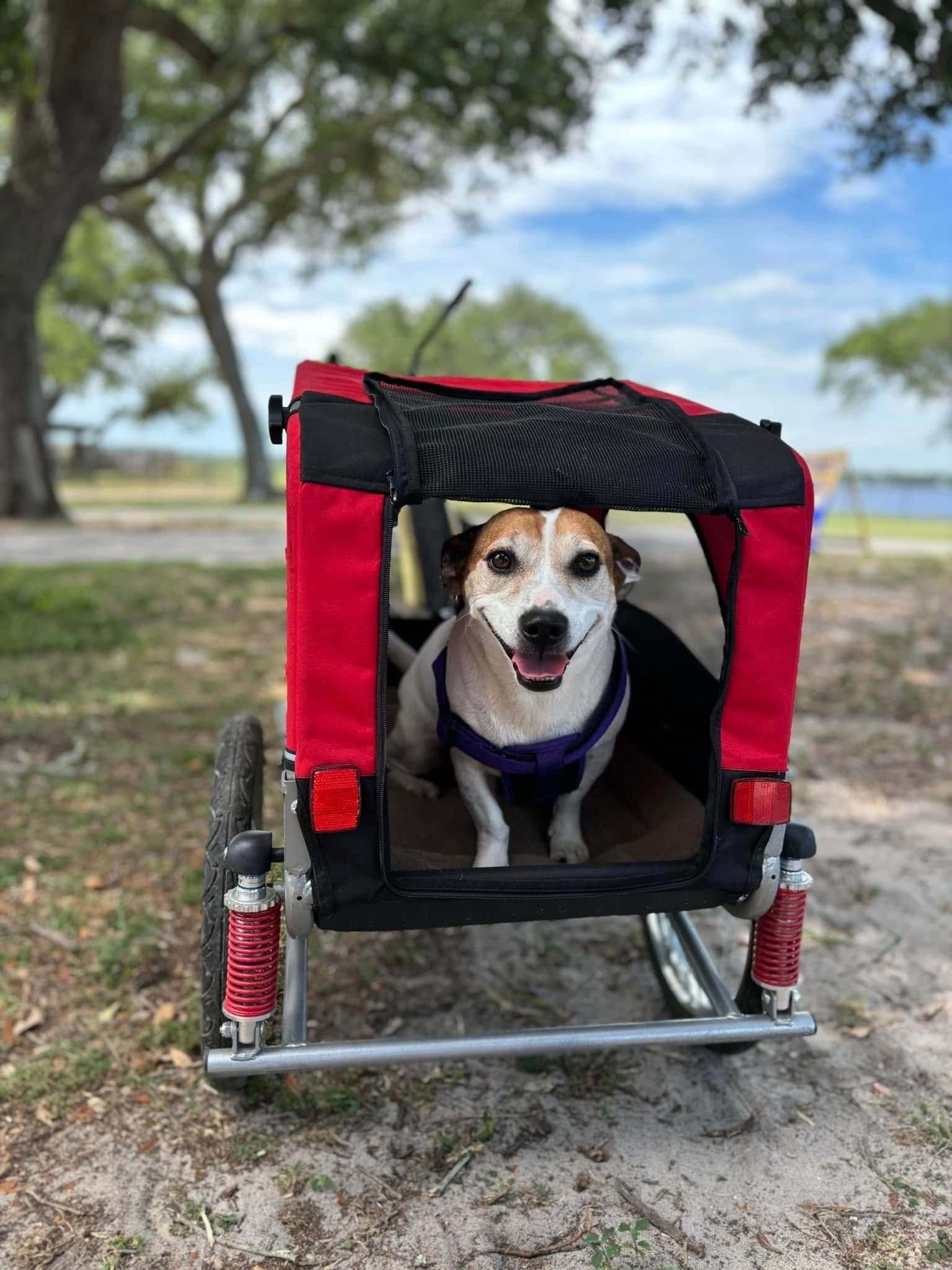 Happy dog in a red dog trailer at a park, smiling with tongue out.
