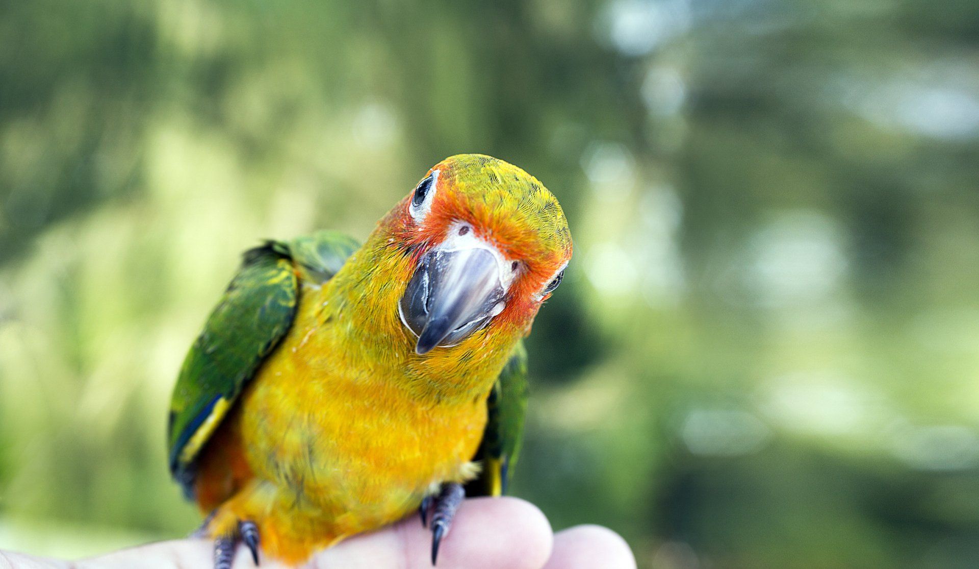 Parrot Bird | Algonquin, IL | Algonquin Animal Clinic