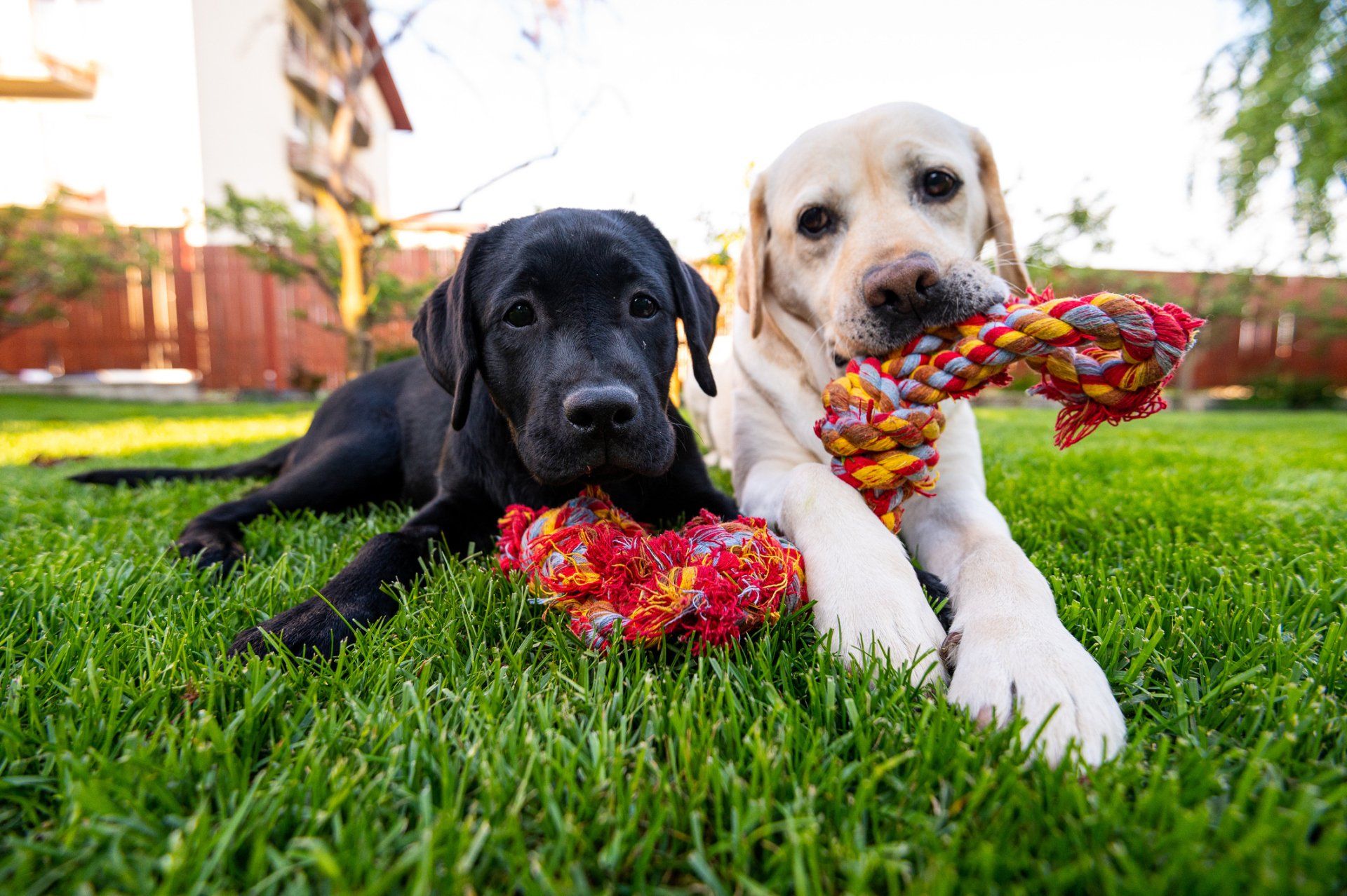 Two Playful Dog | Algonquin, IL | Algonquin Animal Clinic