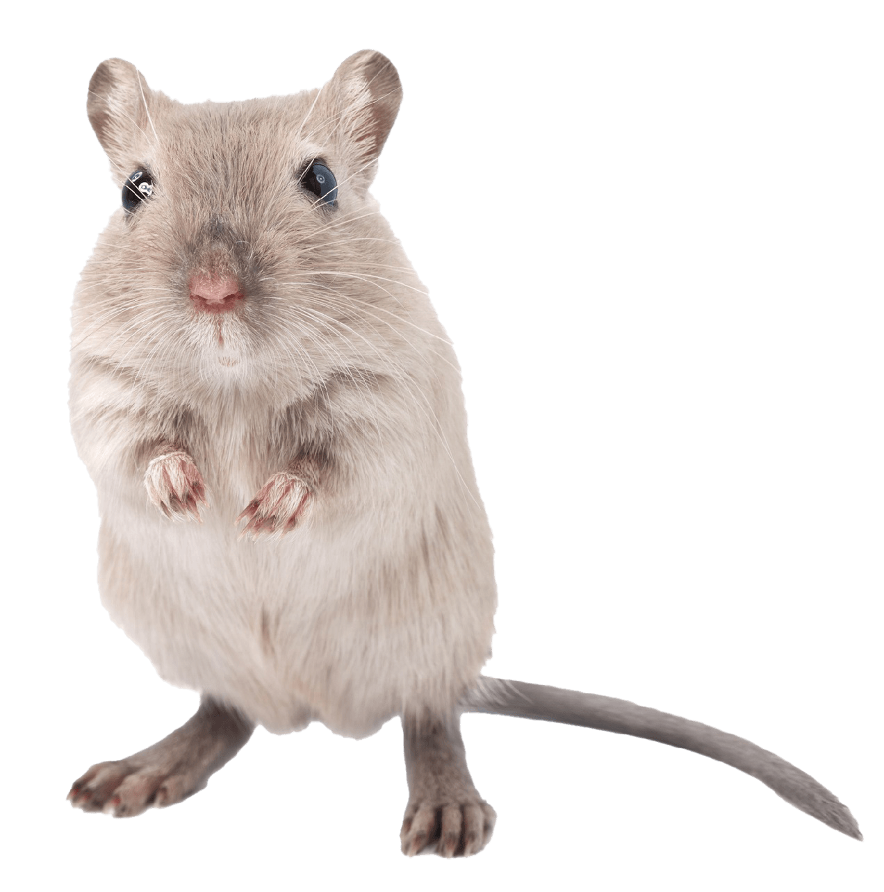 Gerbils | Algonquin, IL | Algonquin Animal Clinic Gerbils | Algonquin, IL | Algonquin Animal Clinic