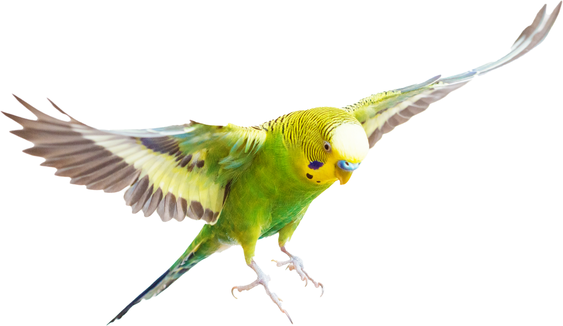 Green Parrot | Algonquin, IL | Algonquin Animal Clinic Green Parrot | Algonquin, IL | Algonquin Animal Clinic