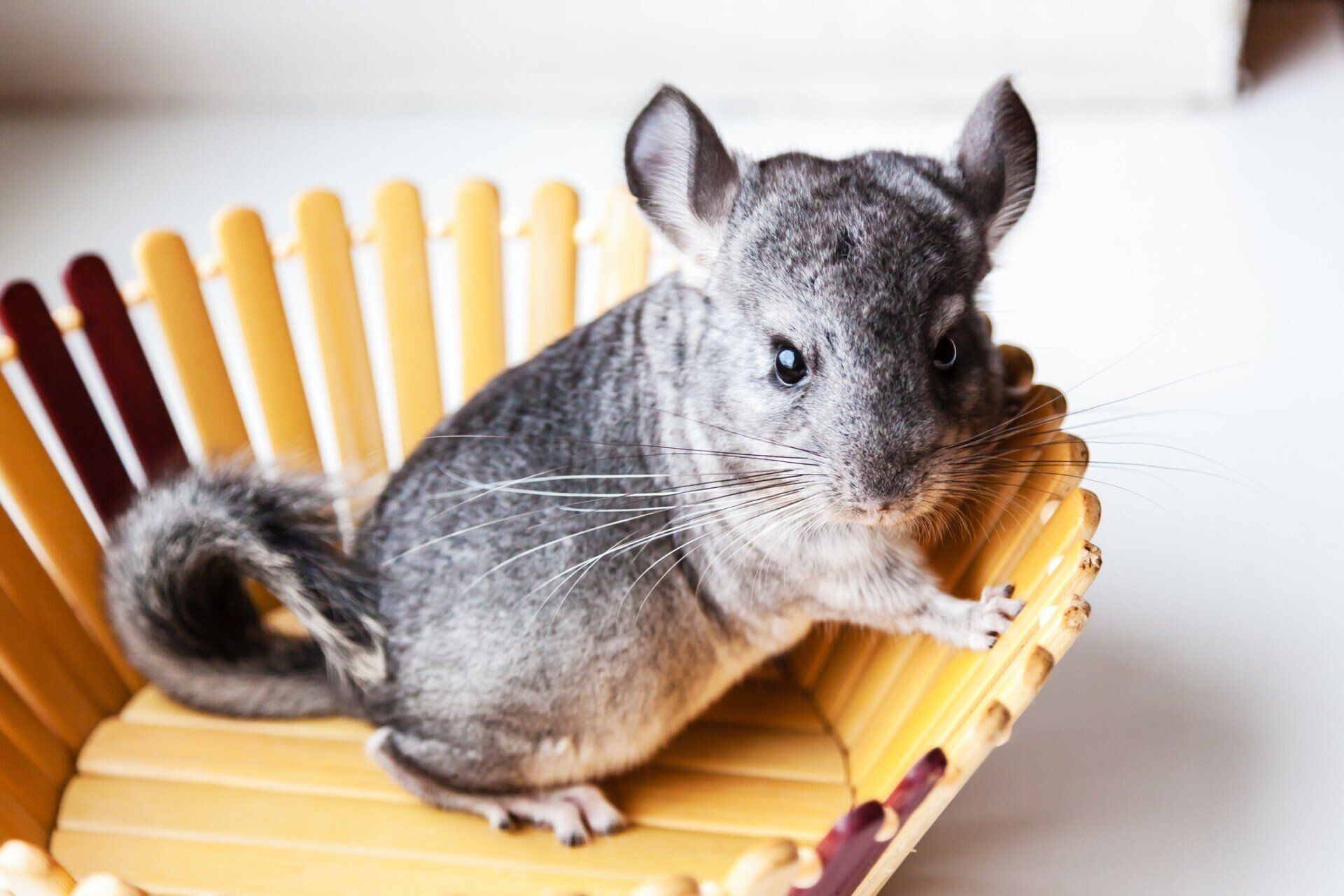 Chinchillas | Algonquin, IL | Algonquin Animal Clinic