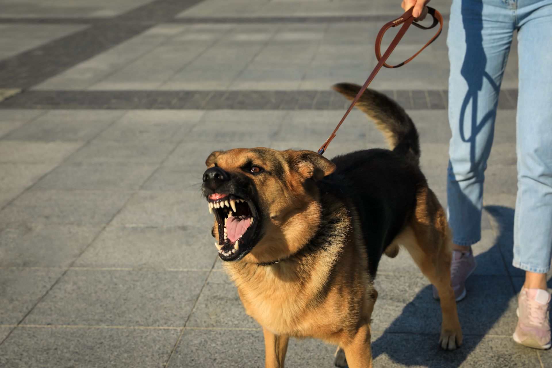 Dog bites in Connecticut