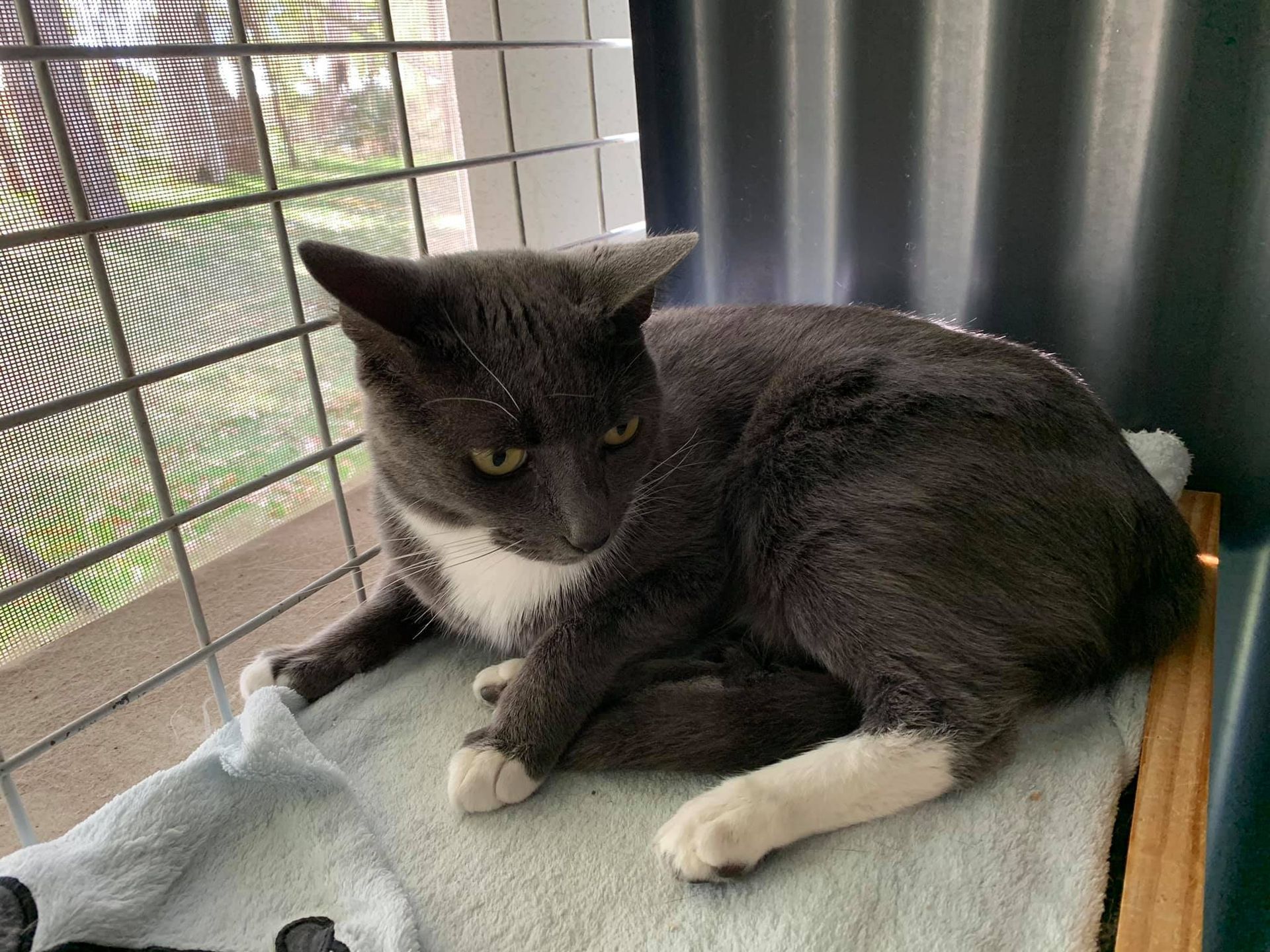 Black and White Cat — Carabooda, WA — Happy Cats Cattery