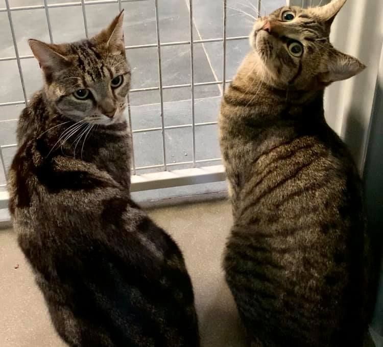 Two Cute Cats — Carabooda, WA — Happy Cats Cattery