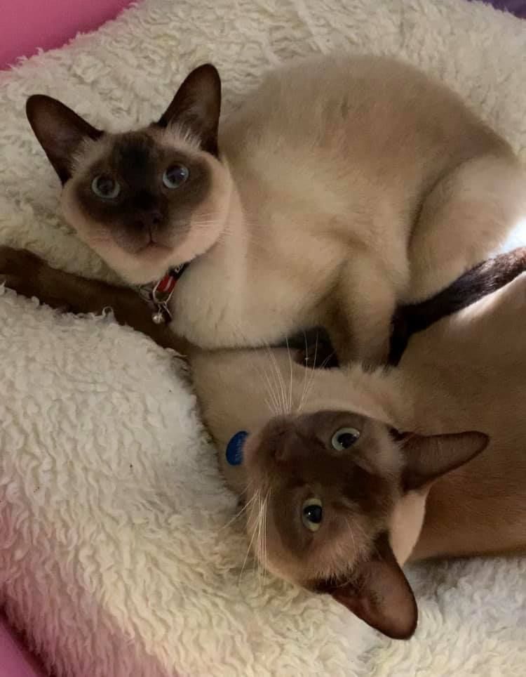 Siamese Cats — Carabooda, WA — Happy Cats Cattery