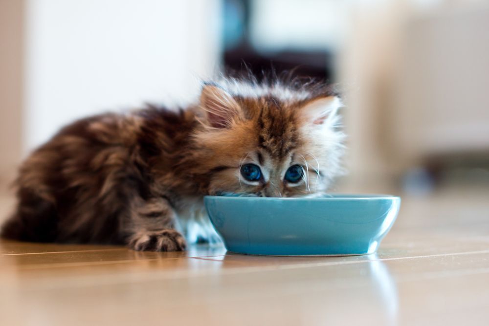 Young Kitten Eating From Blue Bowl — Carabooda, WA — Happy Cats Cattery