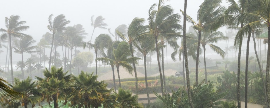 Palm trees bending in the wind during a storm, likely a hurricane or tropical storm, with a grey sky.