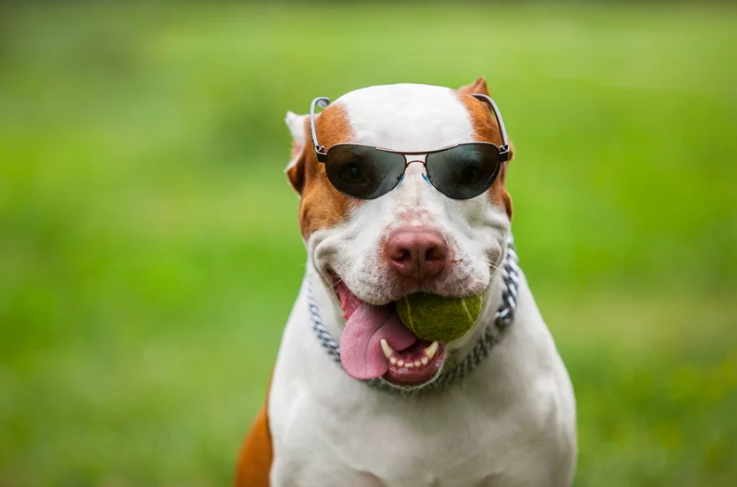 White and brown pit bull wearing sunglasses, holding a tennis ball, and smiling in a grassy field.