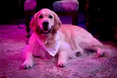 Golden retriever lying on a patterned rug under pink-purple lighting, wearing a white bandana.