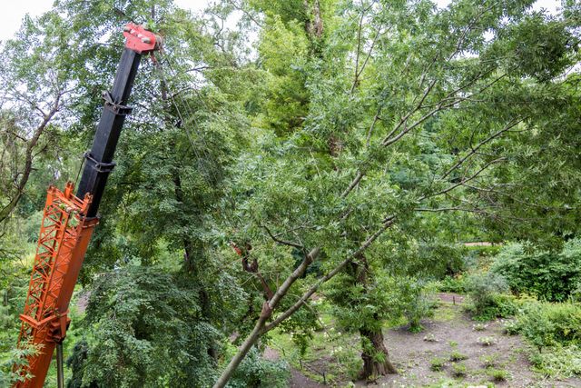 Crane equipment supporting a tree section during removal