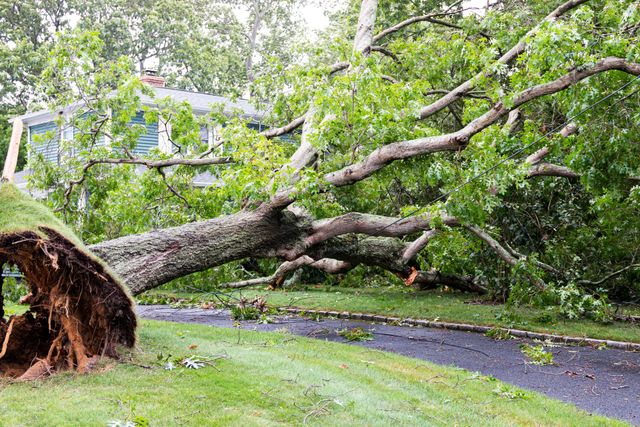 Storm-fallen tree and branches blocking an access route