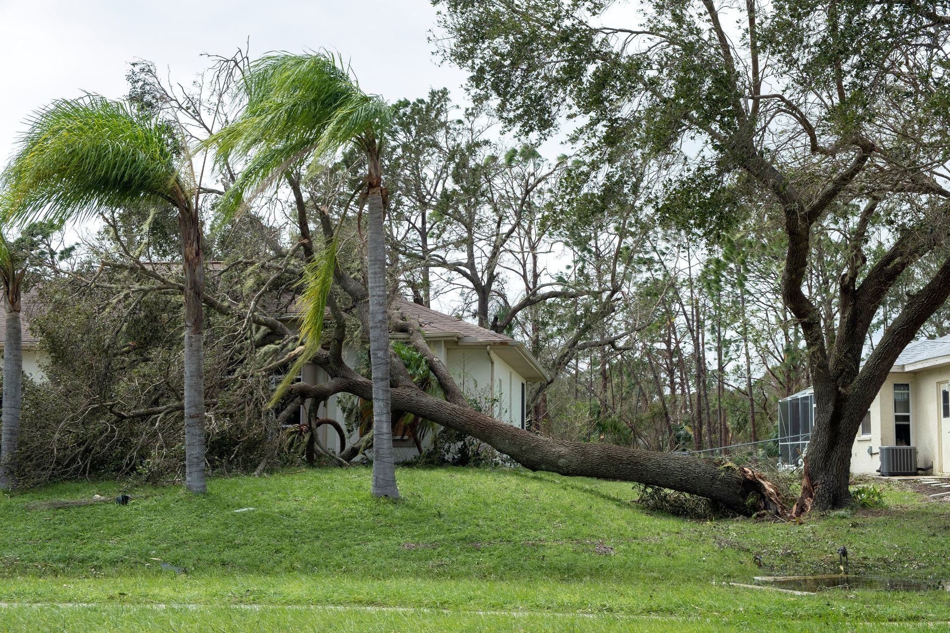 Storm-damaged hazardous tree removal in Orlando, Florida