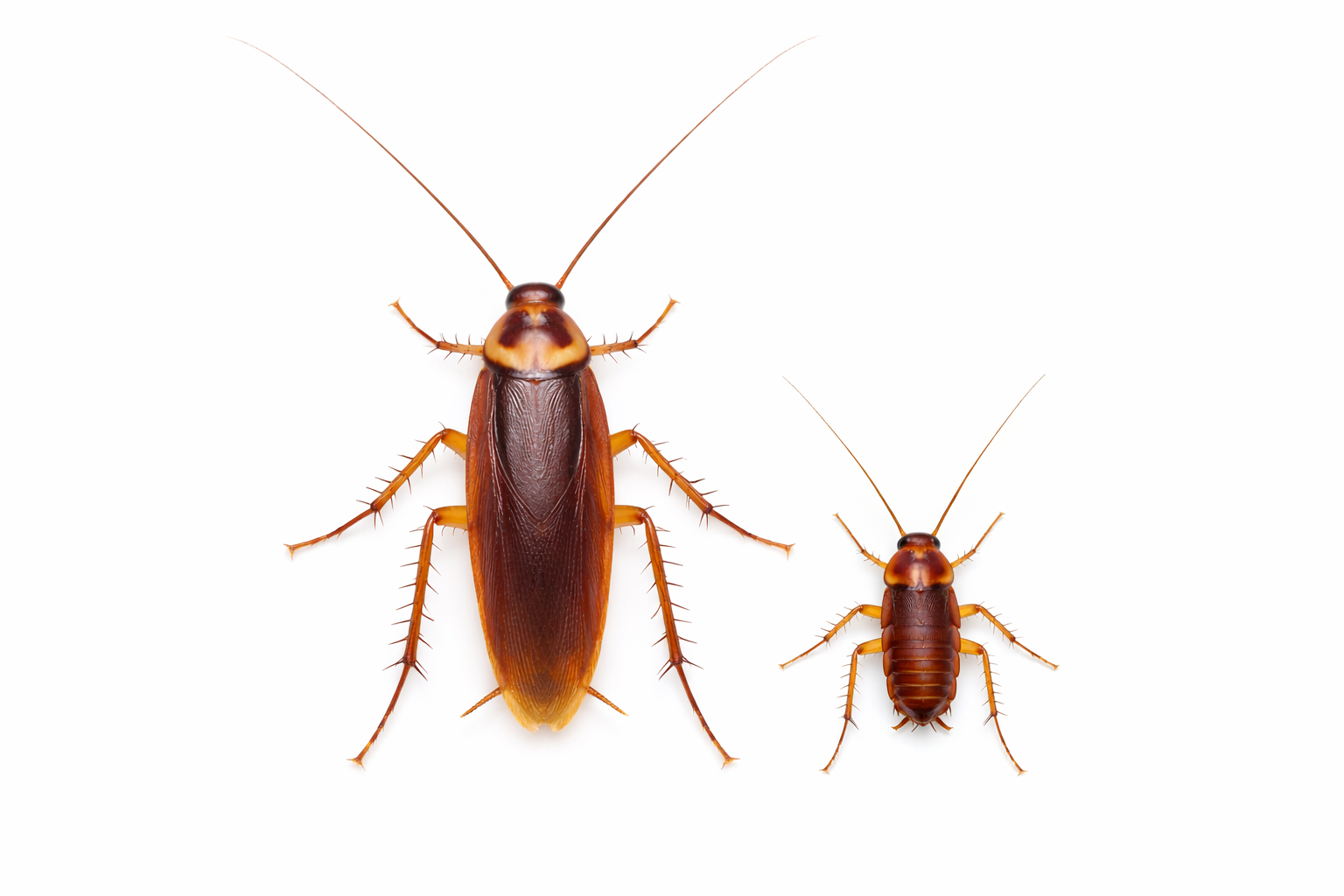 Two cockroaches: one large, one small, brown insects on a white background.