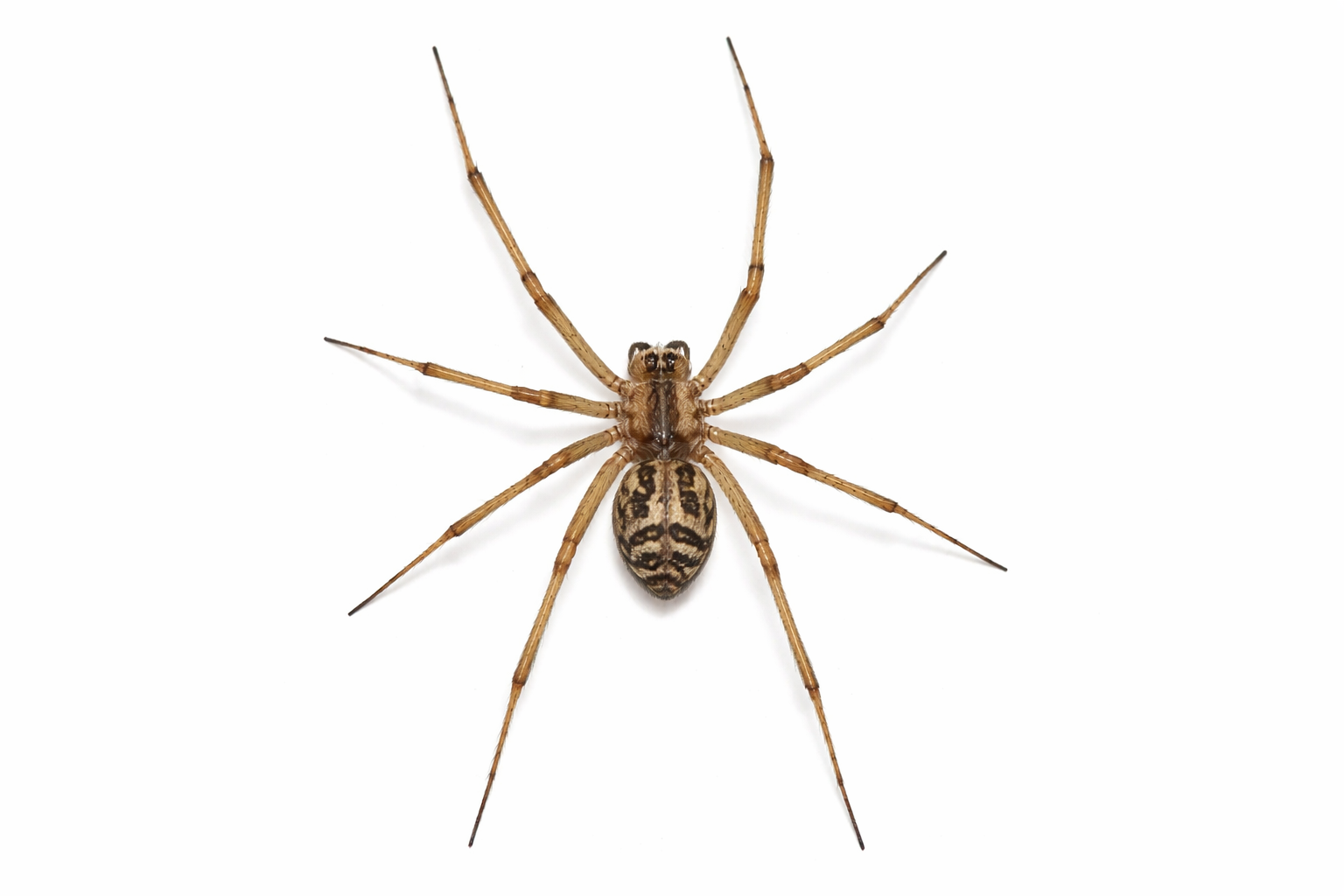 Brown spider with striped abdomen and long legs, on a white background.