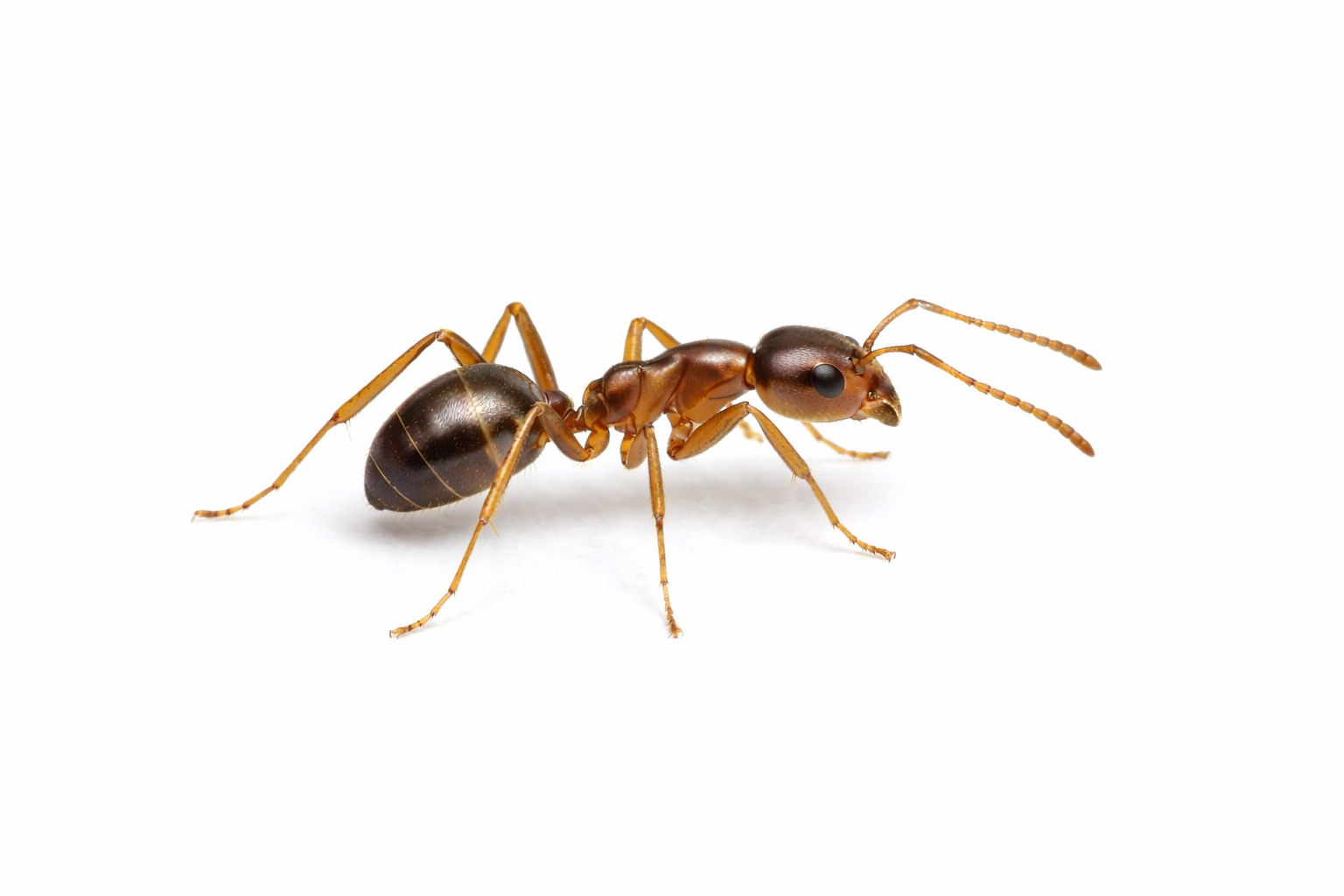 Brown ant with dark abdomen and antennae, on a white background.