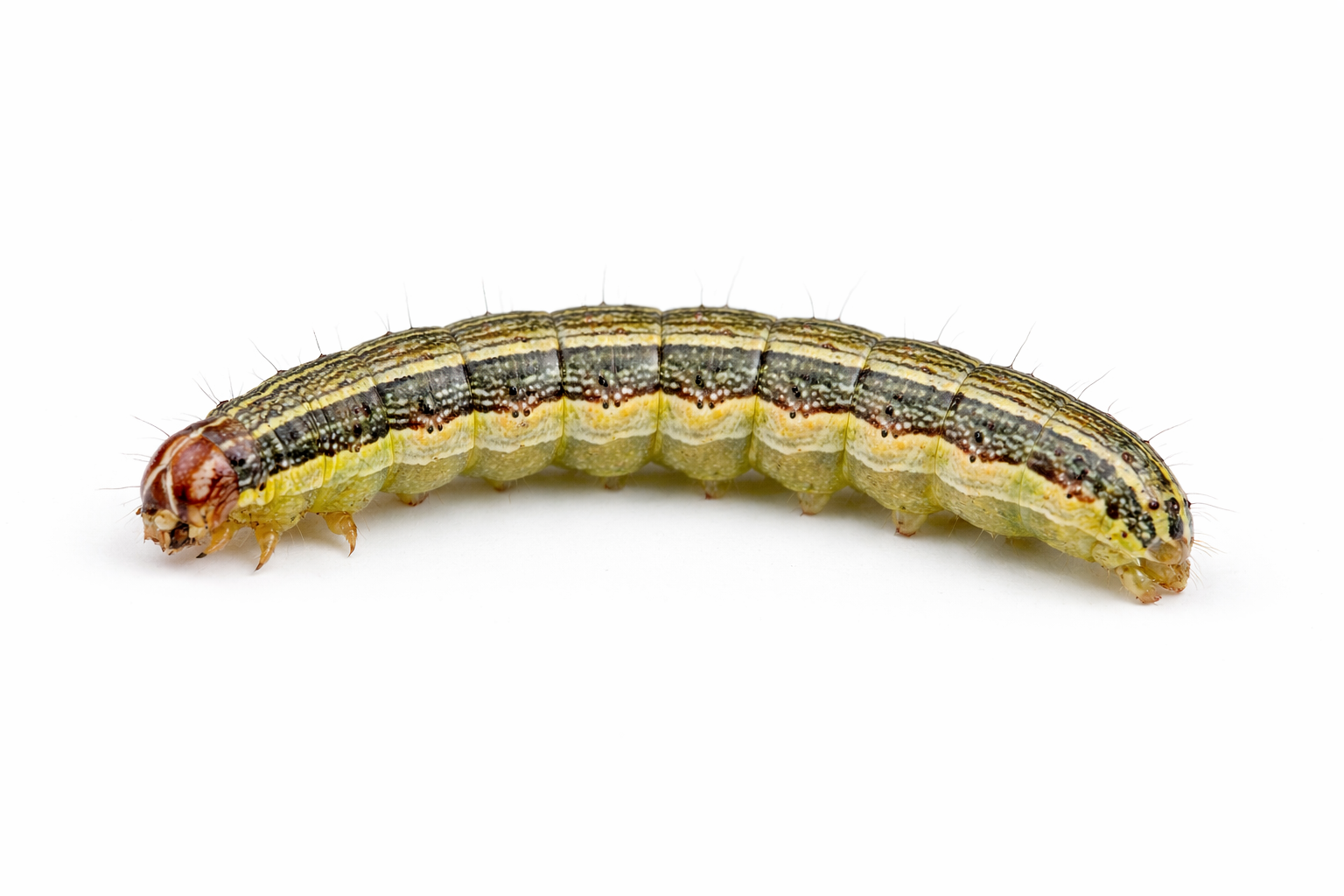 Green and brown caterpillar with yellow stripes crawling on white.