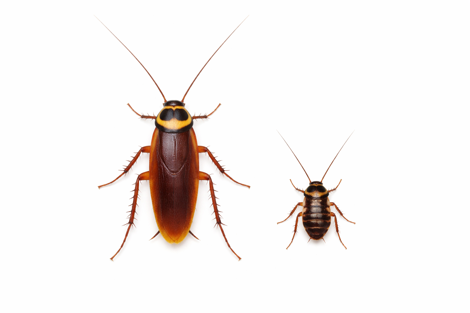 Two cockroaches, one large and brown, the other smaller and darker, on a white background.