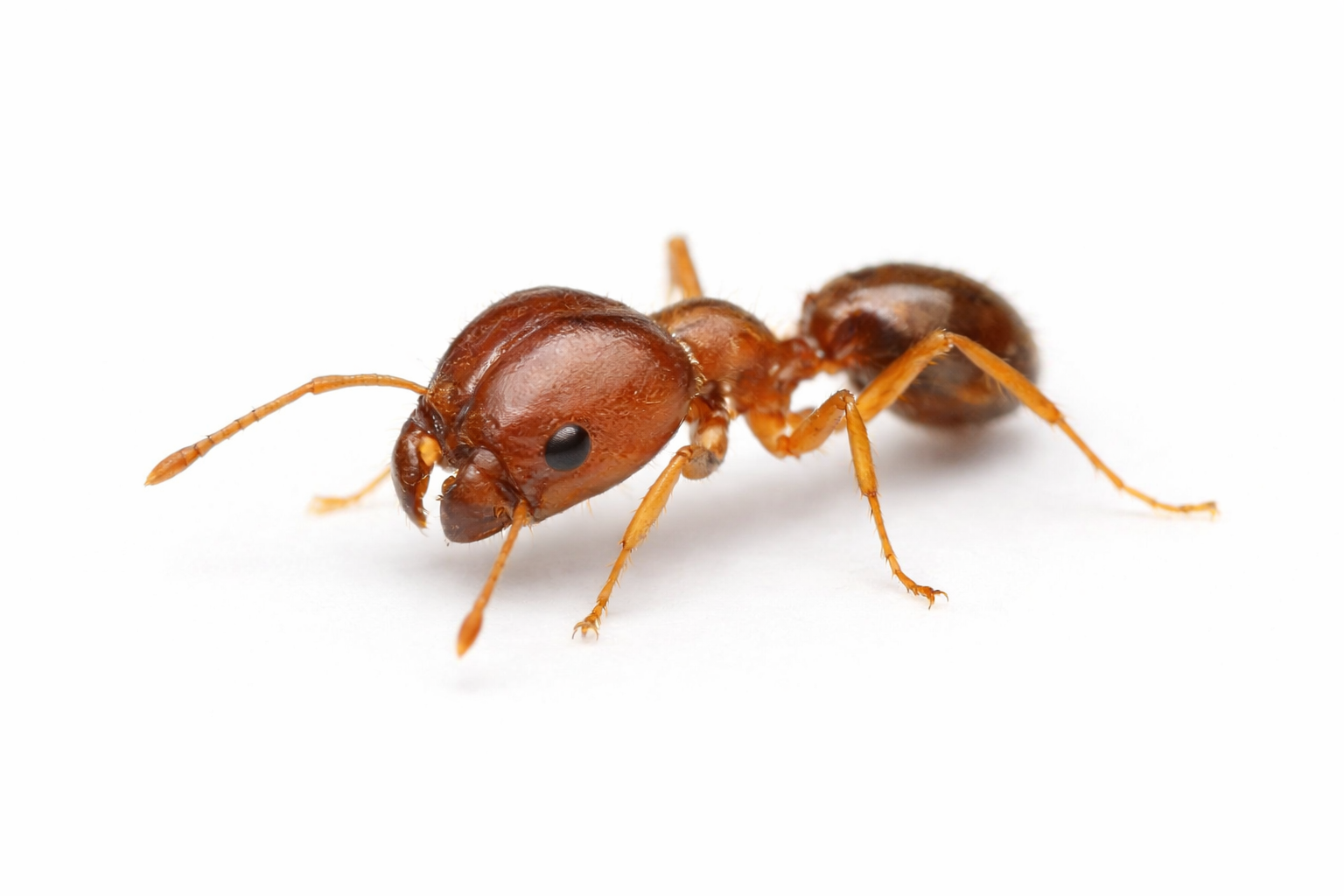 Brown ant with segmented body and legs on a white surface.
