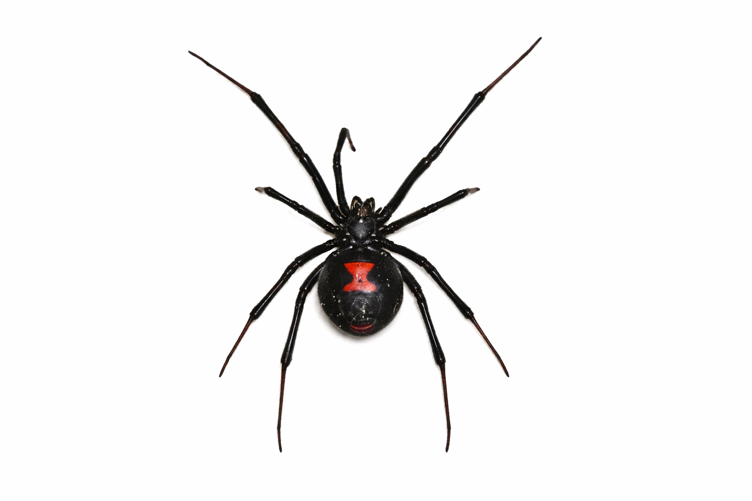 Black widow spider with black body, red hourglass marking on abdomen, eight legs, isolated on white.