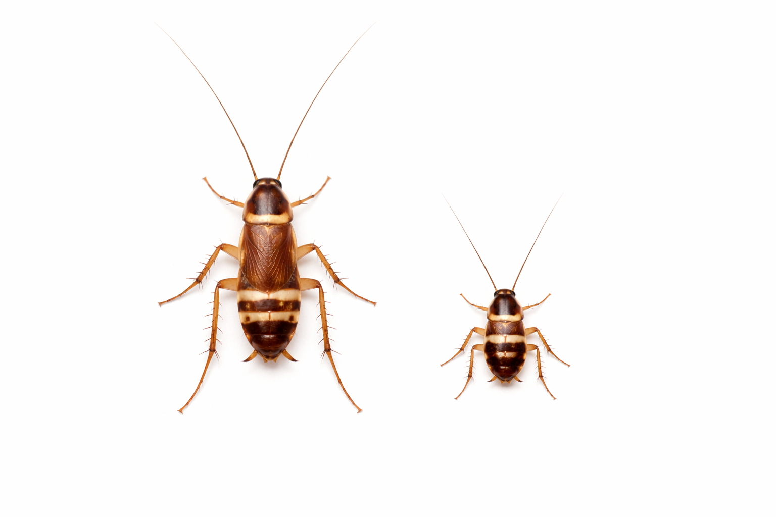 Two brown cockroaches of different sizes on a white background.