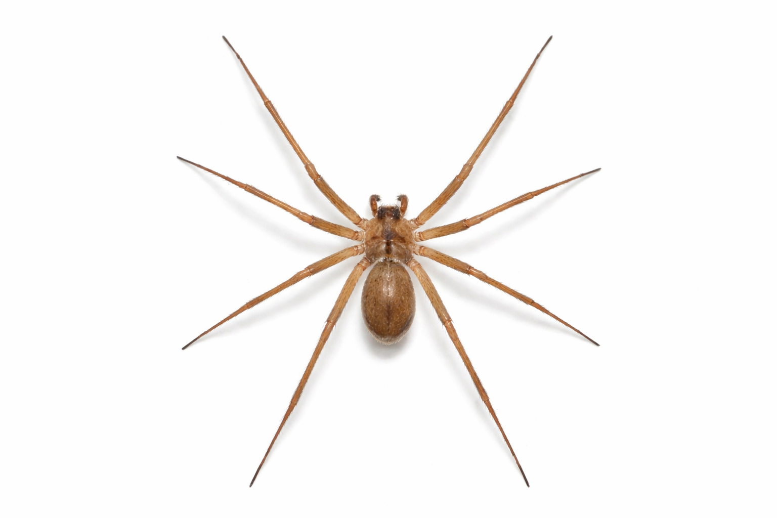 Brown recluse spider on a white background, showing its body and eight long legs.