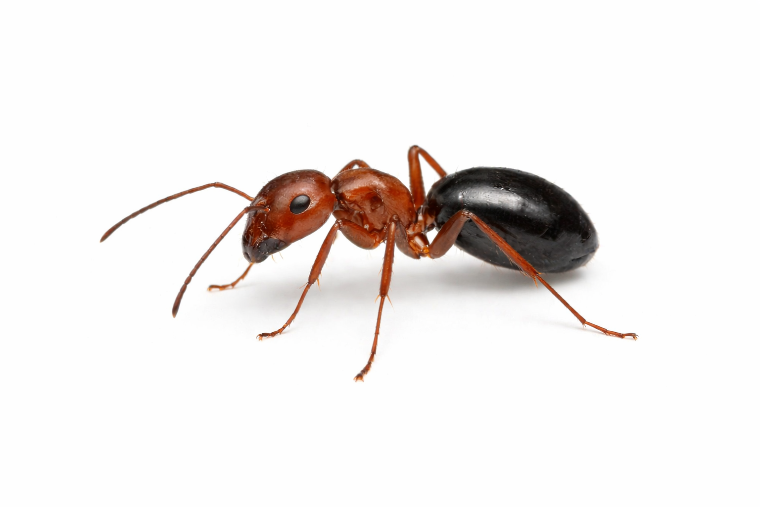 Red and black ant with antennae, six legs, and a black abdomen, on white background.