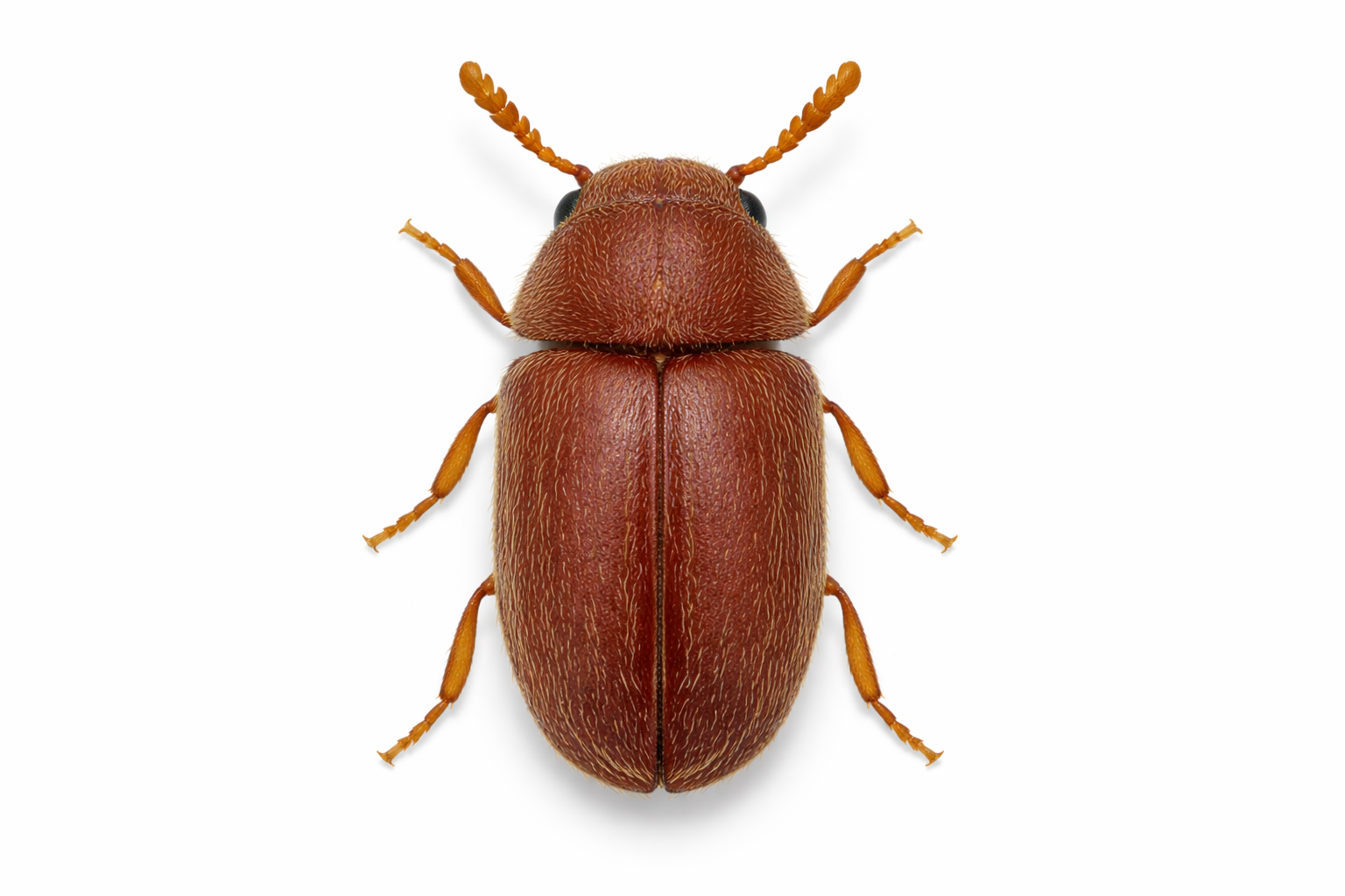 Brown drugstore beetle on a white background, viewed from above.