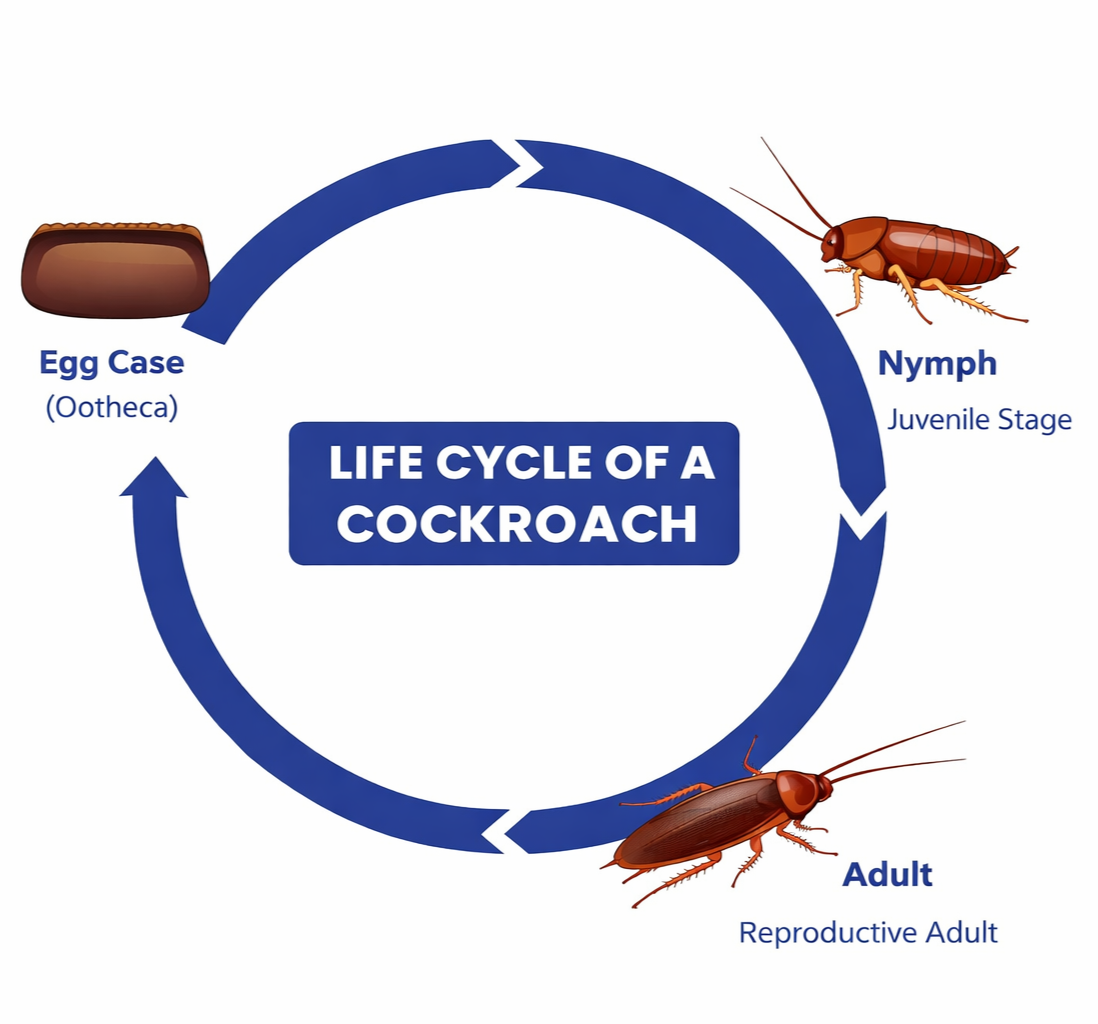 Diagram of a cockroach life cycle showing egg case, nymph, and adult stages in a circular pattern.