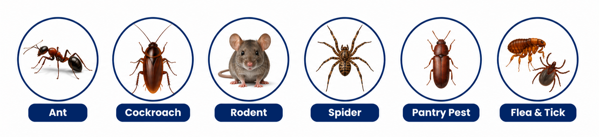 Illustration of common commercial pests found at South Florida commercial properties