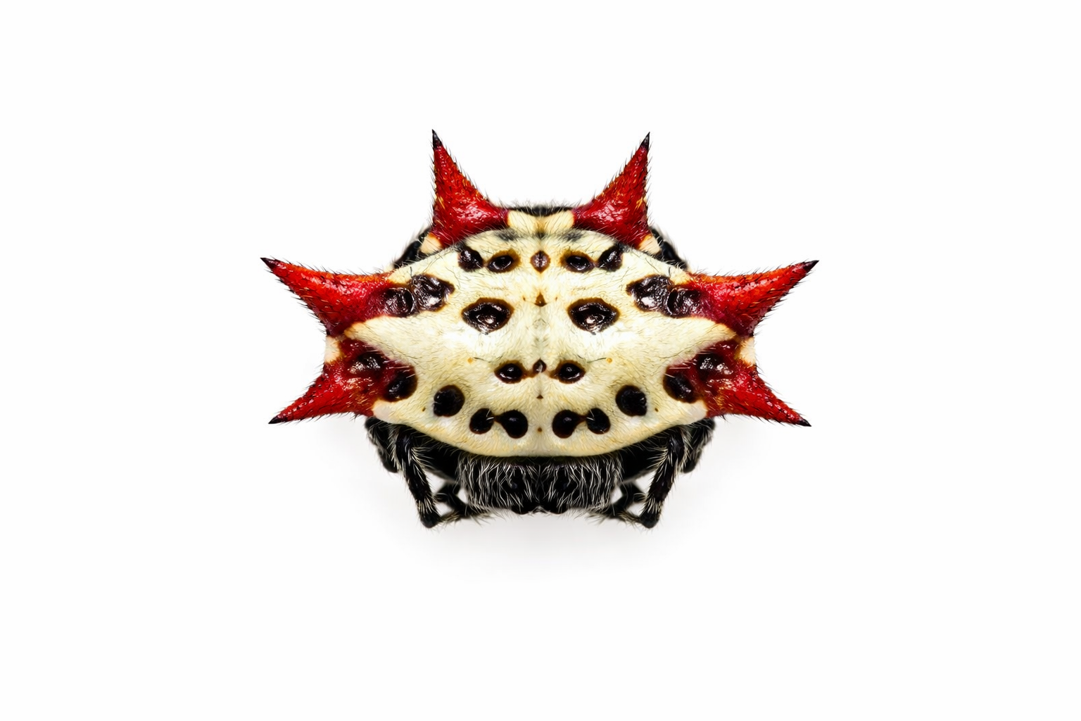 Spiny Orb-weaver spider, white body with black spots, red spikes.