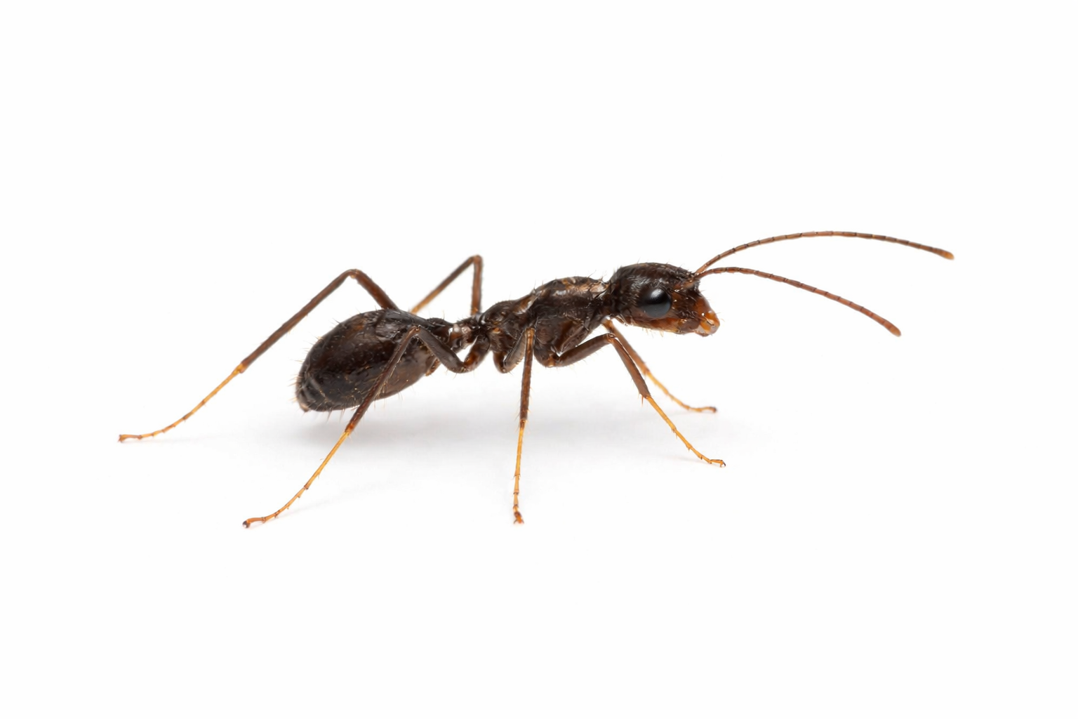Brown ant with long legs and antennae on a white background.