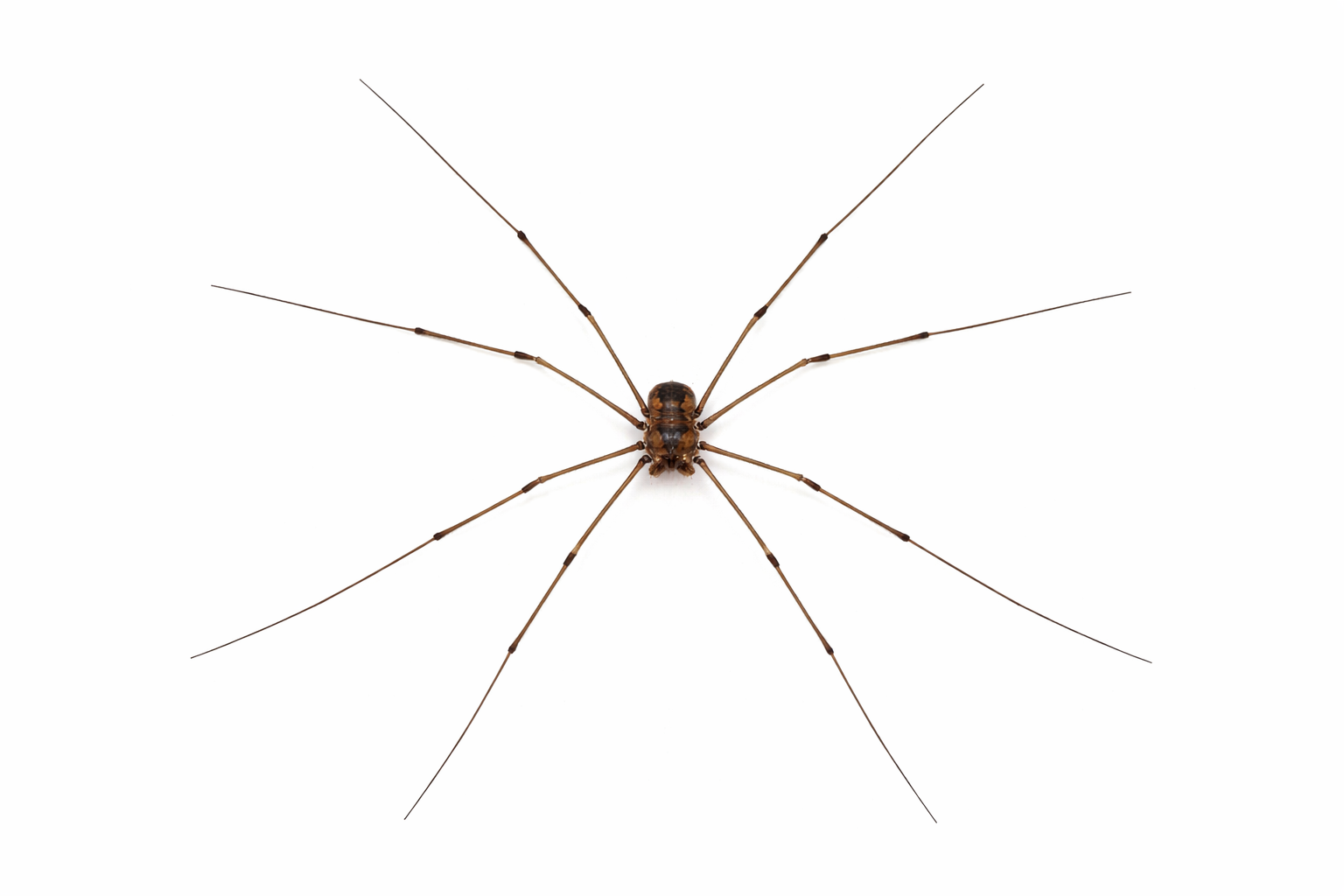 Harvestman with long, thin legs, brown body, positioned against a white background.