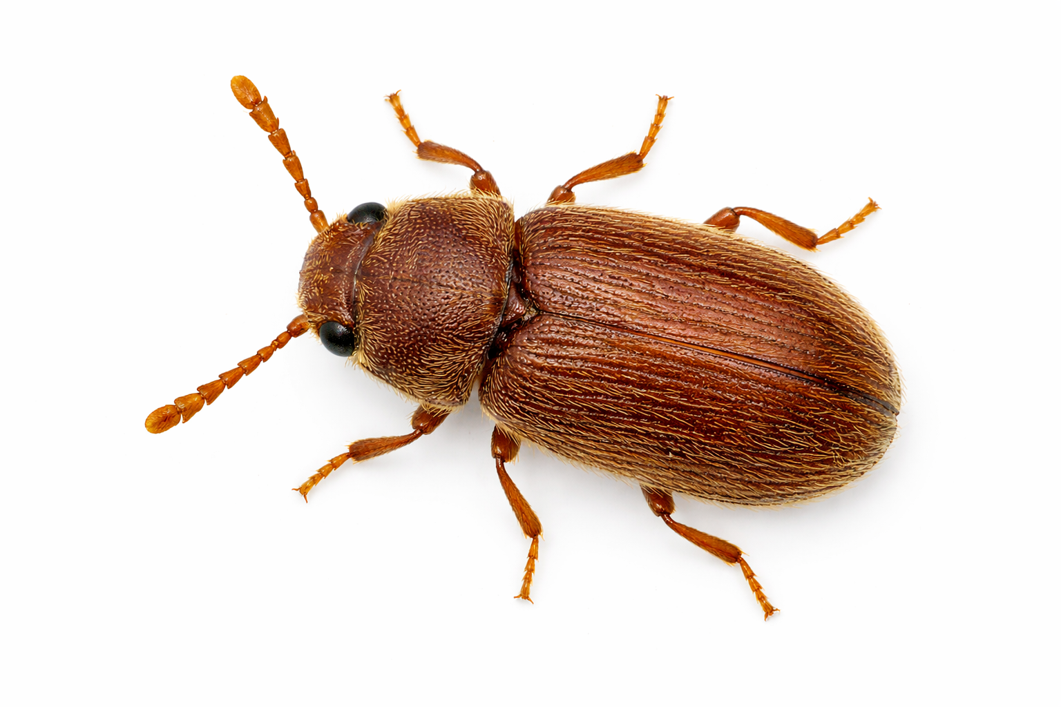 Brown, oval-shaped beetle with segmented antennae and legs on a white background.