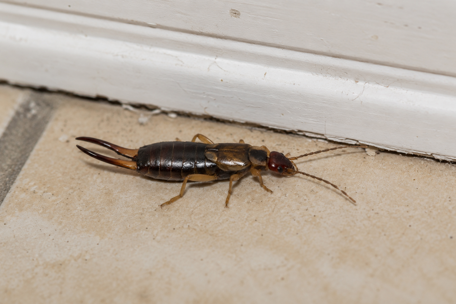 Close-up of an earwig crawling along the floor inside a South Florida home after heavy rain
