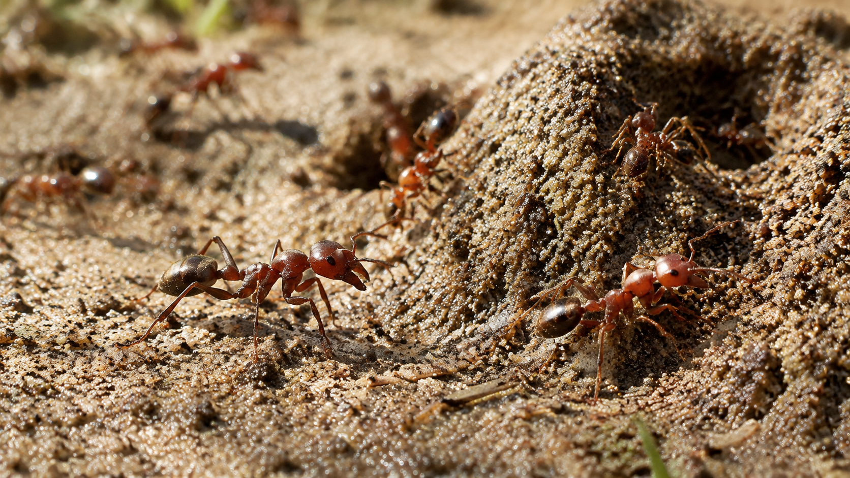 Fire ants in a mound after heavy rain in South Florida