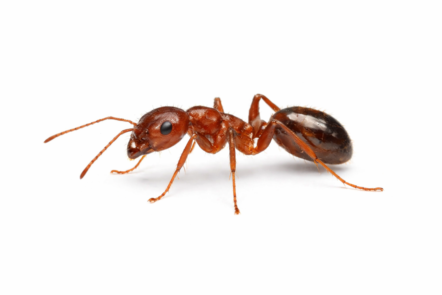 Reddish-brown ant with segmented body and legs, standing on a white surface.