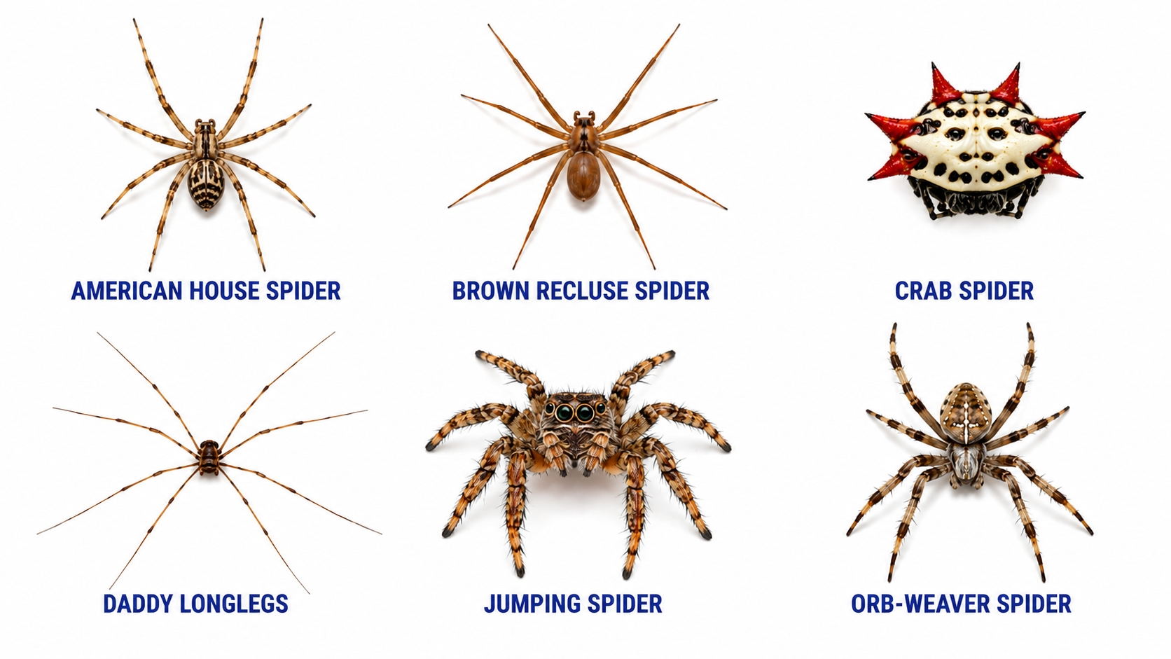 Common house spiders in Florida identification guide with labeled spider species.