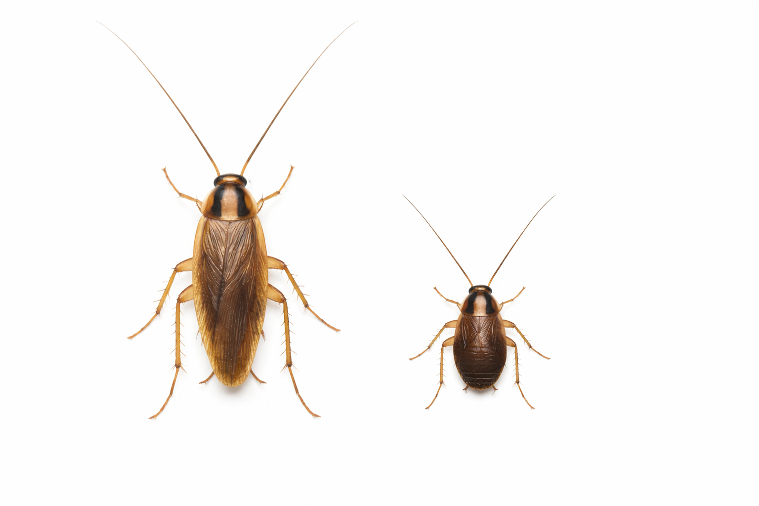 Two cockroaches, one large, one small, brown, on white background.