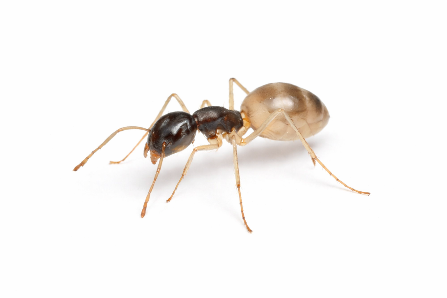 Ant with a black head and tan body on a white background.