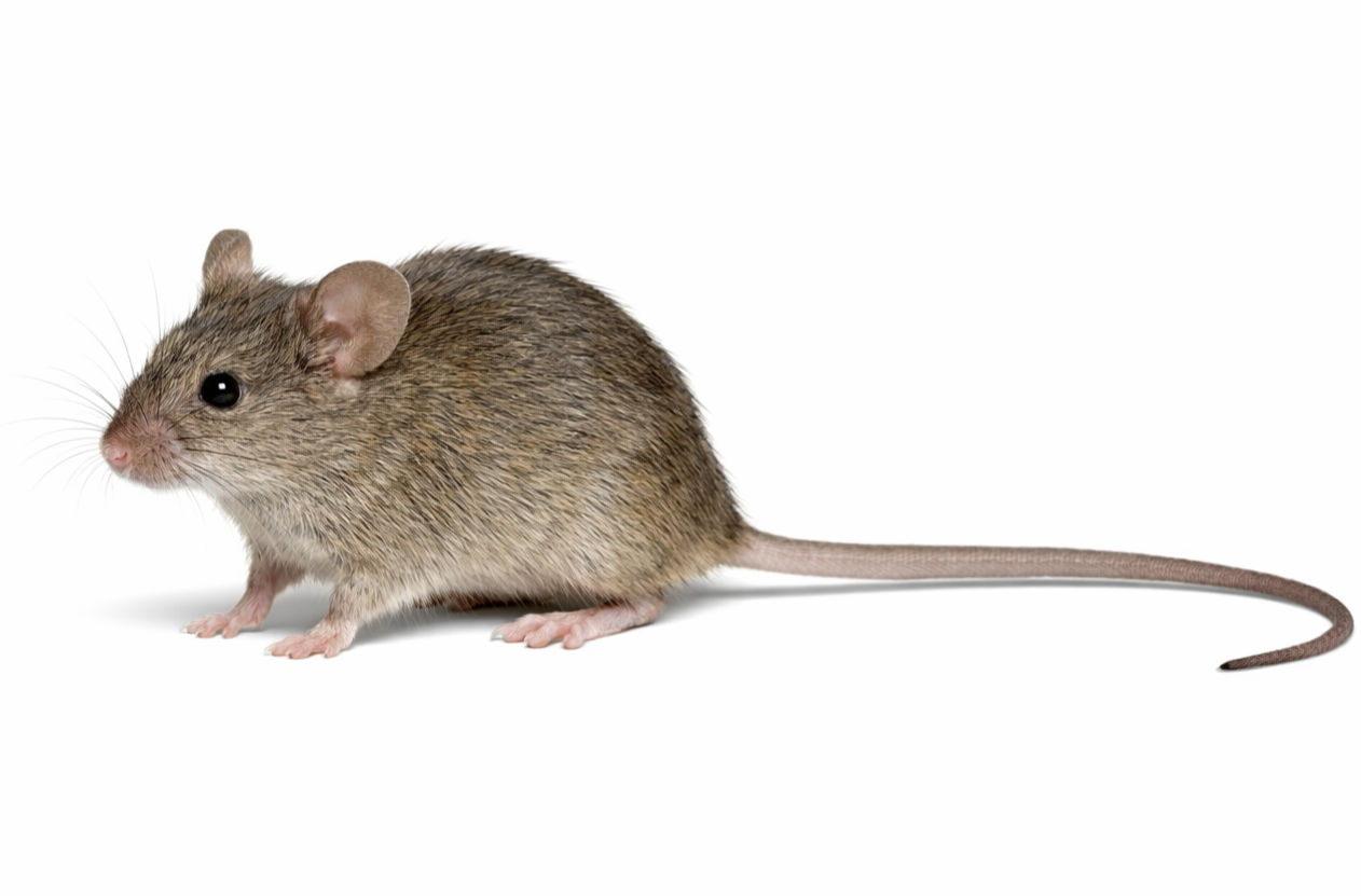 Brown mouse with a long tail on a white background.