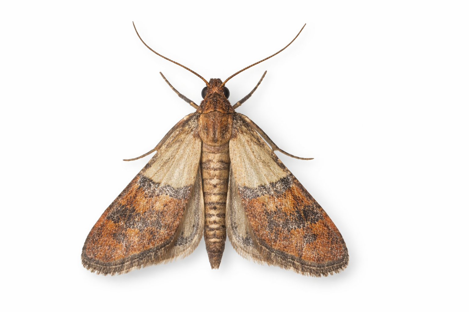 Brown pantry moth with patterned wings, on white background.