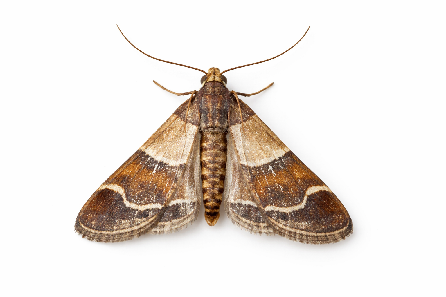 Brown and tan moth with patterned wings, resting on a white surface.
