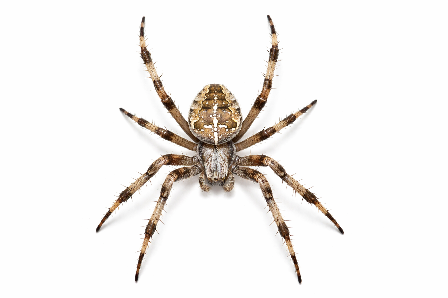 Brown and tan orb-weaver spider with patterned abdomen and spiny legs on a white background.