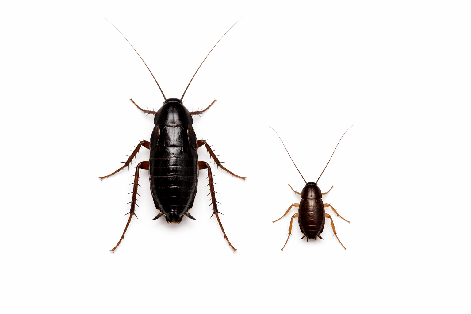 Two cockroaches, one large and black, the other small and brown, on a white background.