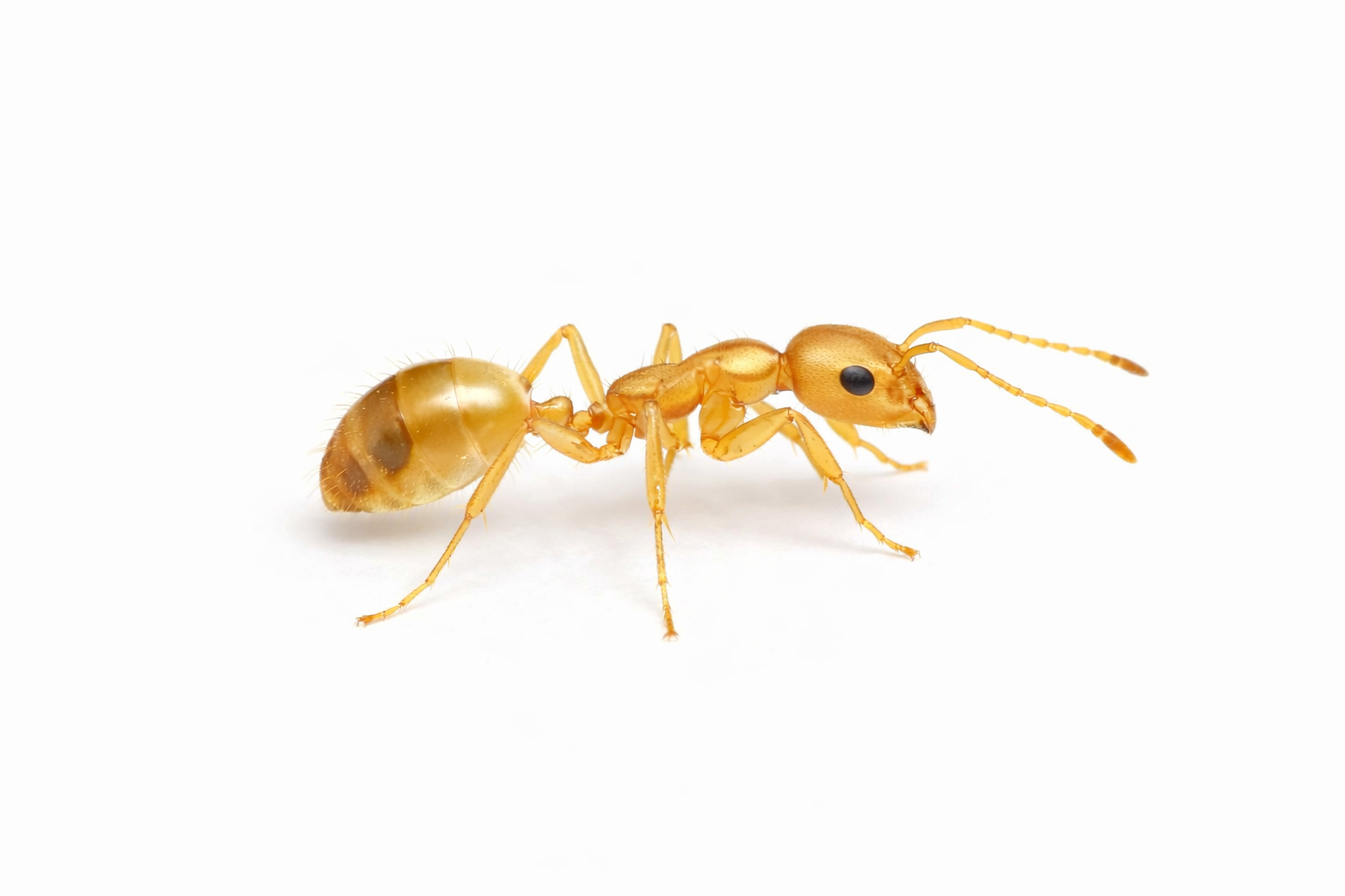 Golden ant on a white background, viewed from the side.