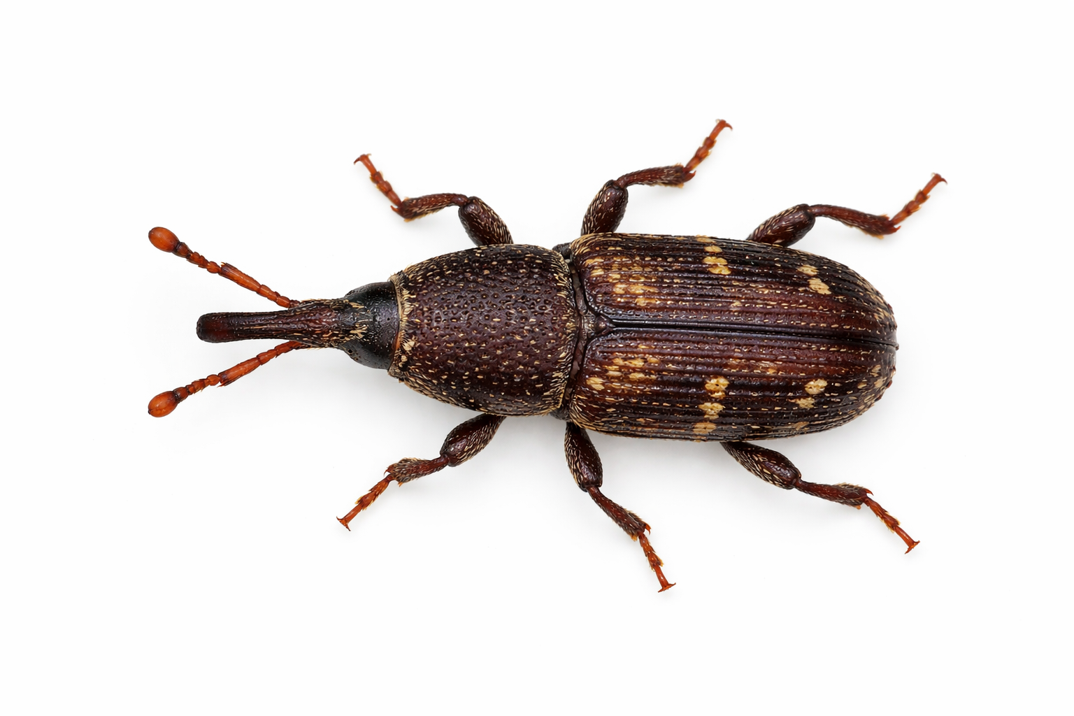 Brown weevil with a long snout, six legs, and antenna, on a white background.
