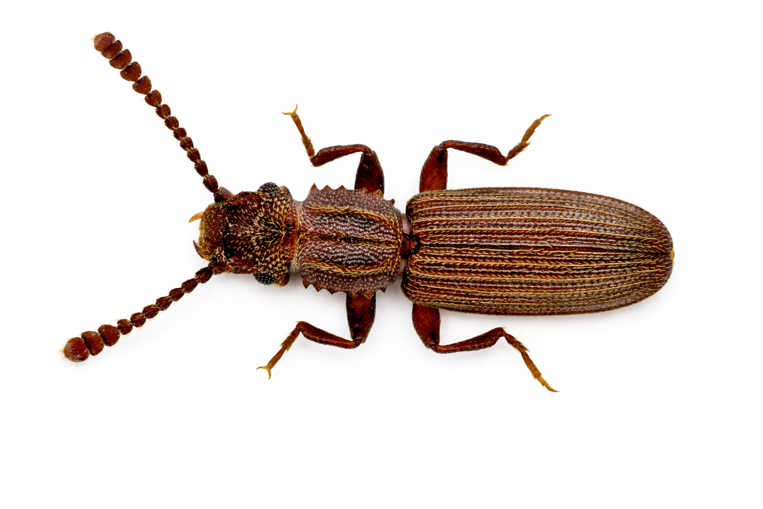 Brown, segmented beetle with clubbed antennae on white background.