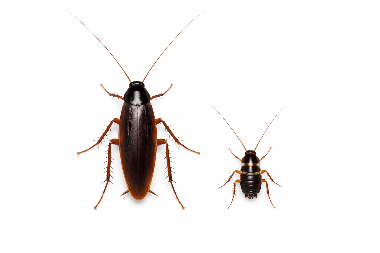 Two cockroaches, one large and one small, on a white background. The large one is brown.