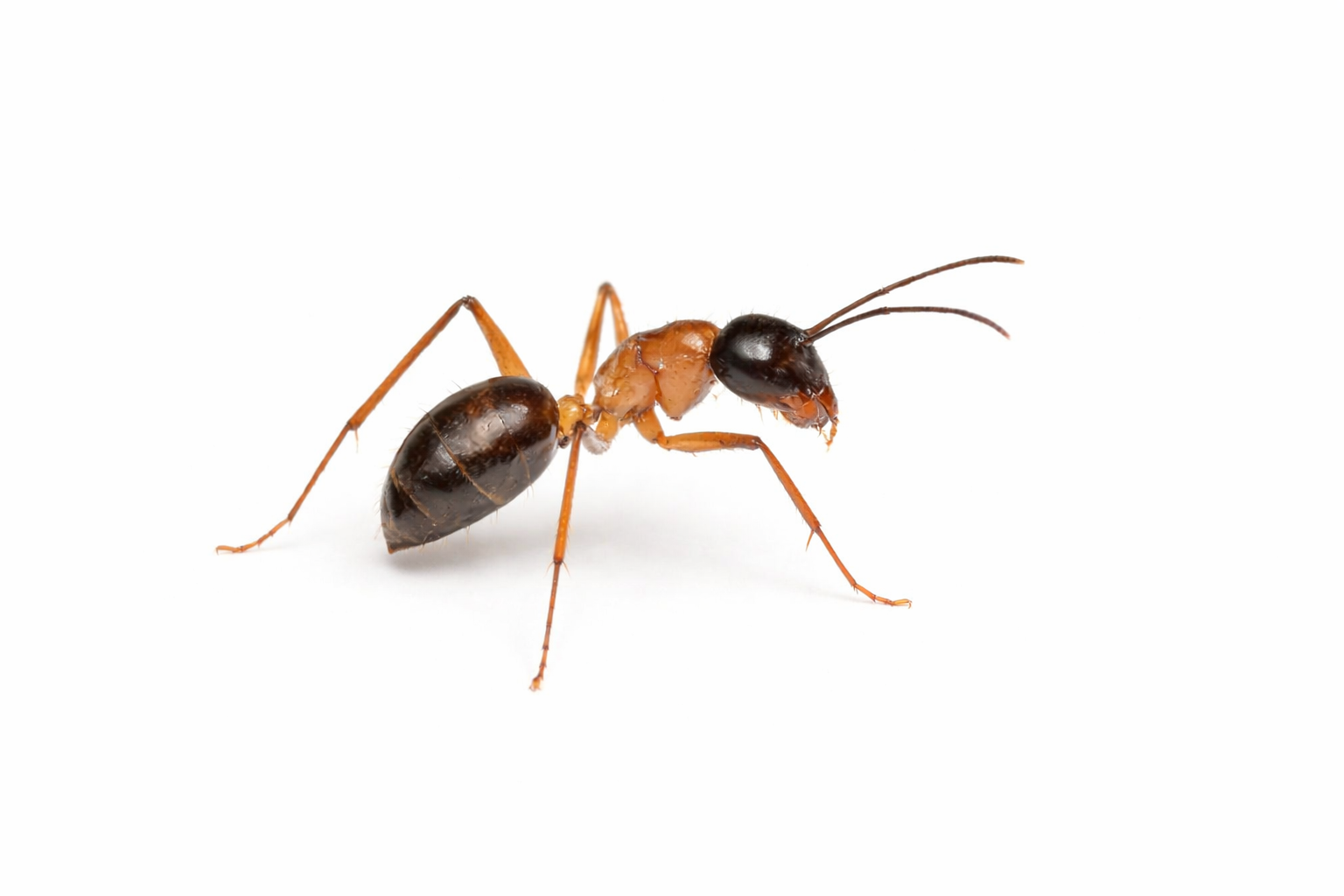Ant with orange body and black head and abdomen.